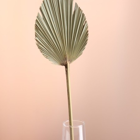 Washingtonia Palm sheet "Peak" 50-60 (+/- 6 cm), 1 pc, col. natural-1