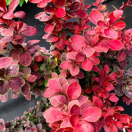 Barberry Tunberg Lux "Chokokolt Samme", tube, 1 pc, spring 2025
