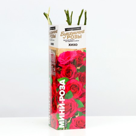 Gikho seedlings, spring 2024, 1 pc.-1