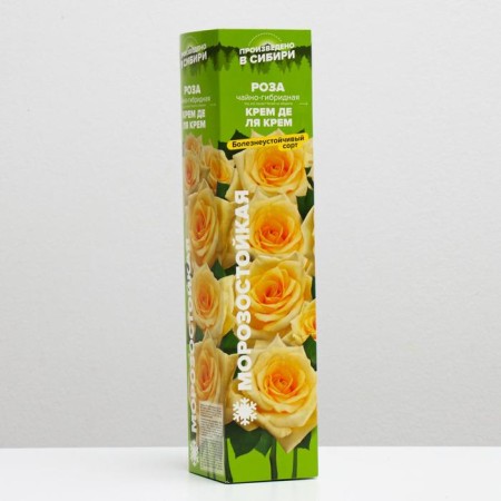 Rosa seedlings Cream de la cream 1 pc, spring 2021