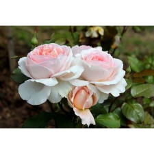 Seedling Rosa Meyan Tea-Hybride 