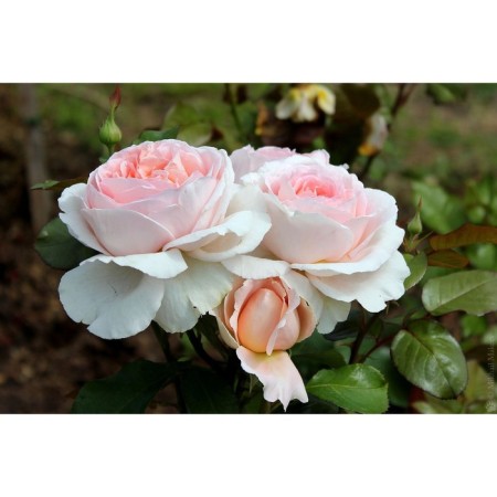 Seedling Rosa Meyan Tea-Hybride "Andre Le Notre", tube, 1 pc, spring 2025