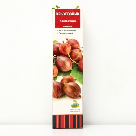 Gooseberry "candy", 1 pc, tube, spring 2025