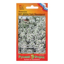 Flower seeds Alissum Big Jam White 