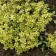 Timyan lemon -flinging "lemon", pot p9, 1 pc, spring 2024