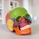 Mettle of the "Human Skull" multi -colored collapsible, 14*10*11cm