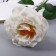 Artificial flowers "rose Pretty" d-10 cm 55 cm, white