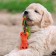 Chewing toy with a rope "Bone on a leash", 9.5 cm, pink