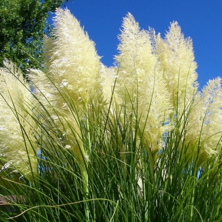 Gryvasty barley, tube, 1 pc, spring 2025