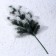 Decor "Branch of silver spruce"