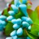 Flowers for decorating "Jasminovid oxen" 1 bouquet = 10 blue colors 9.5 cm
