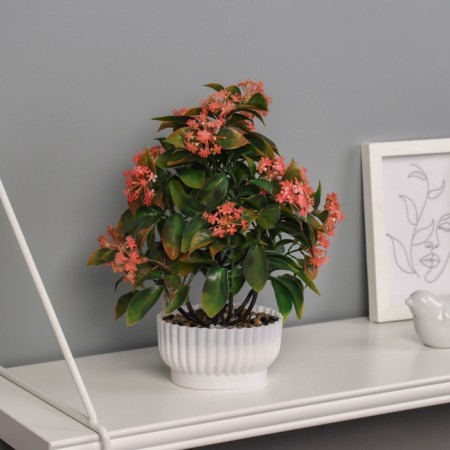 Bonsai in the pot "Hoya premium" 23x10 cm, mix-3