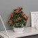 Bonsai in the pot "Hoya premium" 23x10 cm, mix