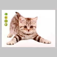 Stick 3D interior cat 29*21cm