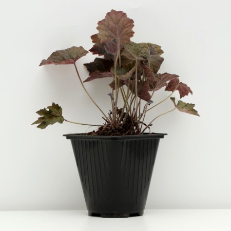 Gabiger Heikher "Kapuchino", pot C3, 1 pc, spring 2024-1