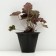 Gabiger Heikher "Kapuchino", pot C3, 1 pc, spring 2024