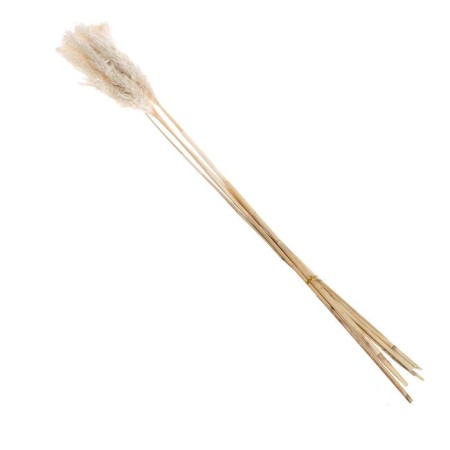 Sukhotzet "Pampas grass" set of 5 pcs., Beige color-4