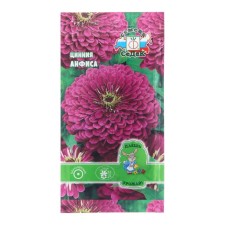 Cinnia flowers 