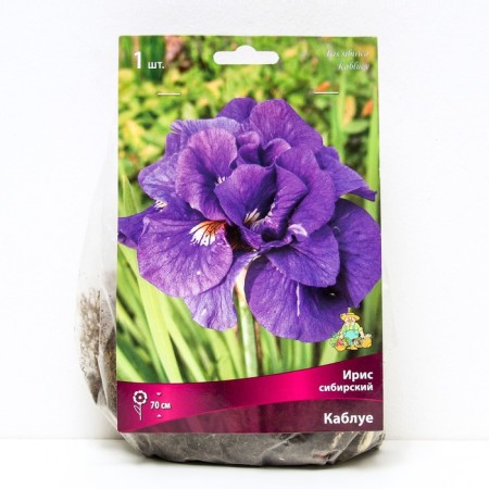 Iris Siberian Kabluya, I rr, 1 pc. 70 h (cm), spring 2024
