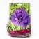 Iris Siberian Kabluya, I rr, 1 pc. 70 h (cm), spring 2024