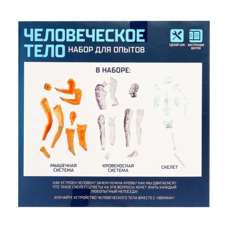Scientific experience "human body"-4