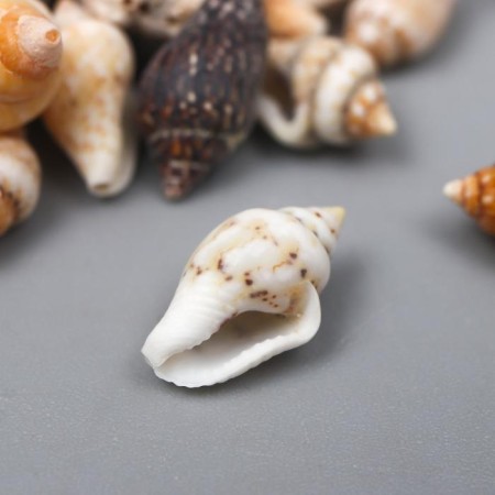 Decorative shells "Nassa" 100 g ± 5 g 0.6-1.2 cm-1