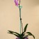 Support for orchids, h = 44 cm, plastic, turquoise, mix
