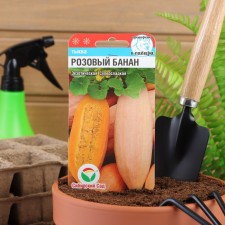 Pink Banana pumpkin seeds, 5 pcs
