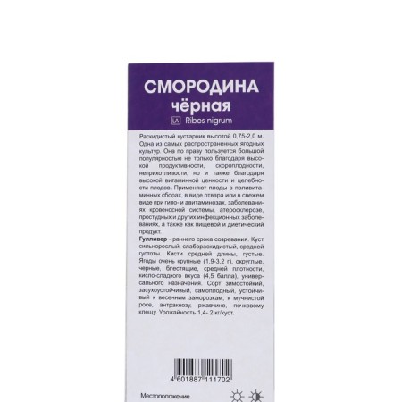Currants Black traditional varieties "Gulliver", tube, 1 pc, spring 2025-1