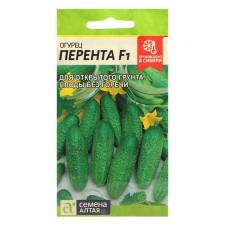 Seeds of cucumber 