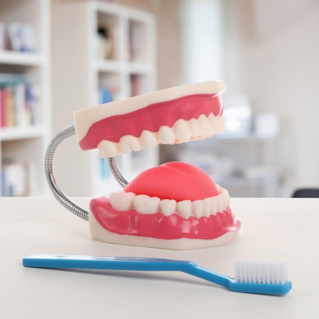 Model "Human Jaw" 21*15*13cm-1