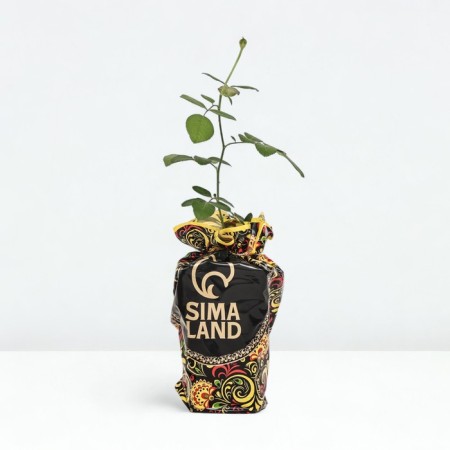 Seedling rose William Shakespeare, English, pot 2 l., Summer 2024