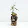 Seedling rose William Shakespeare, English, pot 2 l., Summer 2024