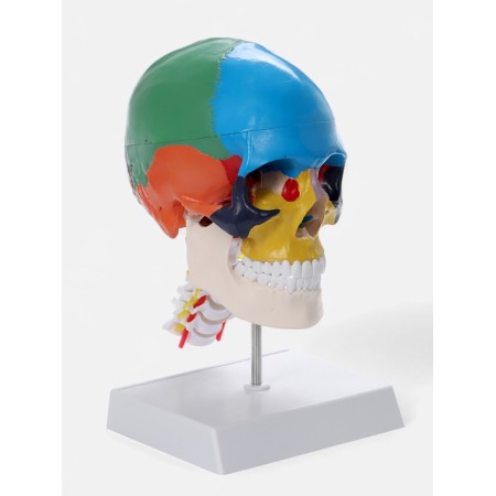 Matcage "Skull with the brain" Disassembly 27*19*12cm-1