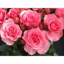 Seedling Rosa Floribunda 