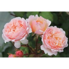 Seedling Rosa Meyan Tea-Hybride 