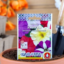 Flowers of Petunia 