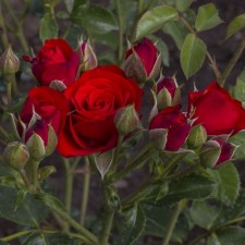 Seedling rose Nikita, spray rose, pot 2 l., Summer 2024