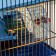 A cage for rodents with plastic shelves and filling, 36 x 23 x 34 cm, blue