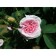 Seedling rose alba (bush) Königen von Denemark, 1 pc, spring 2024