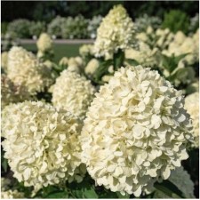Sharp hydrangea blizzard 