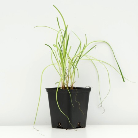 Fragrant onion, P9 pot, 1 pc, spring 2024-1