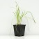Fragrant onion, P9 pot, 1 pc, spring 2024