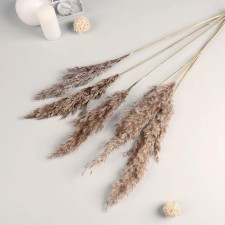 Dry Sukhotzet 
