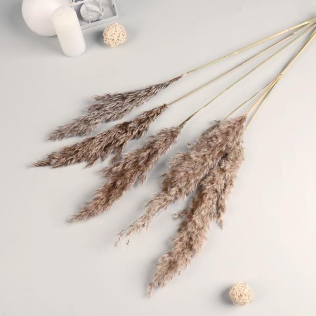 Dry Sukhotzet "reed" 80 cm, beige (packing 5pcs, price per 1 pc)