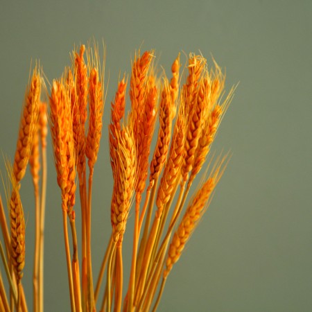 Dry Colossus of wheat, set 50 pcs., Yellow color-2