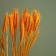 Dry Colossus of wheat, set 50 pcs., Yellow color