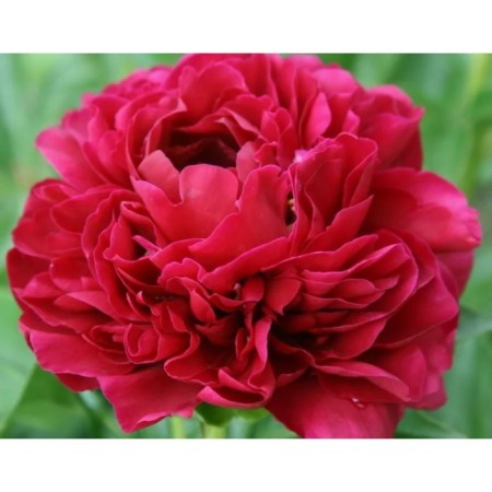 PION Milk -flowered OL Faithful, C3 pot, 1 pc, summer 2024