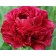 PION Milk -flowered OL Faithful, C3 pot, 1 pc, summer 2024