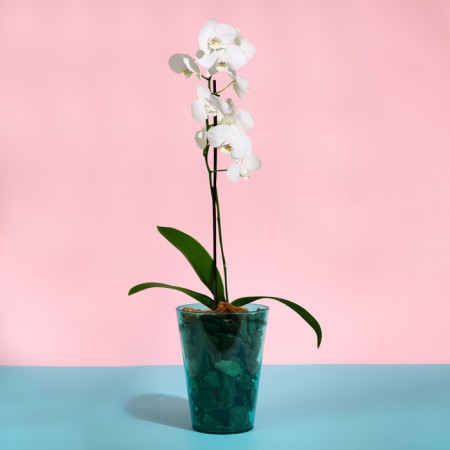 Pot for orchids, 1.2 l, 12.5 × 16.6 cm, plastic, transparent-turquoise-2